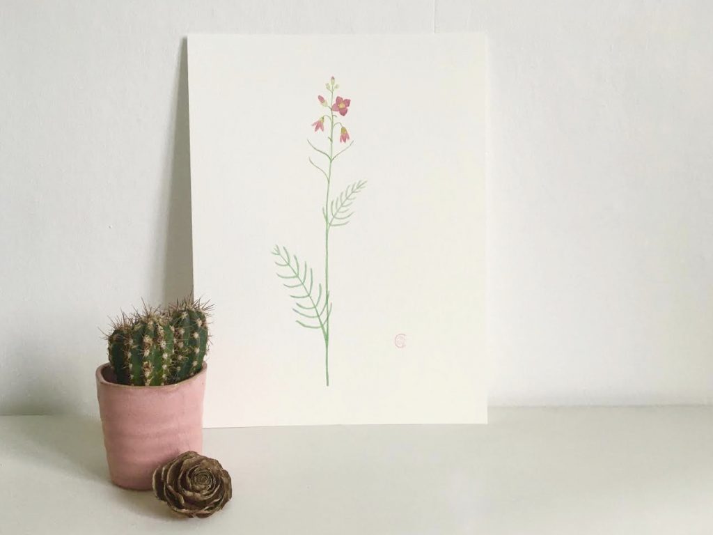 Aquarelle plante fleur sauvage