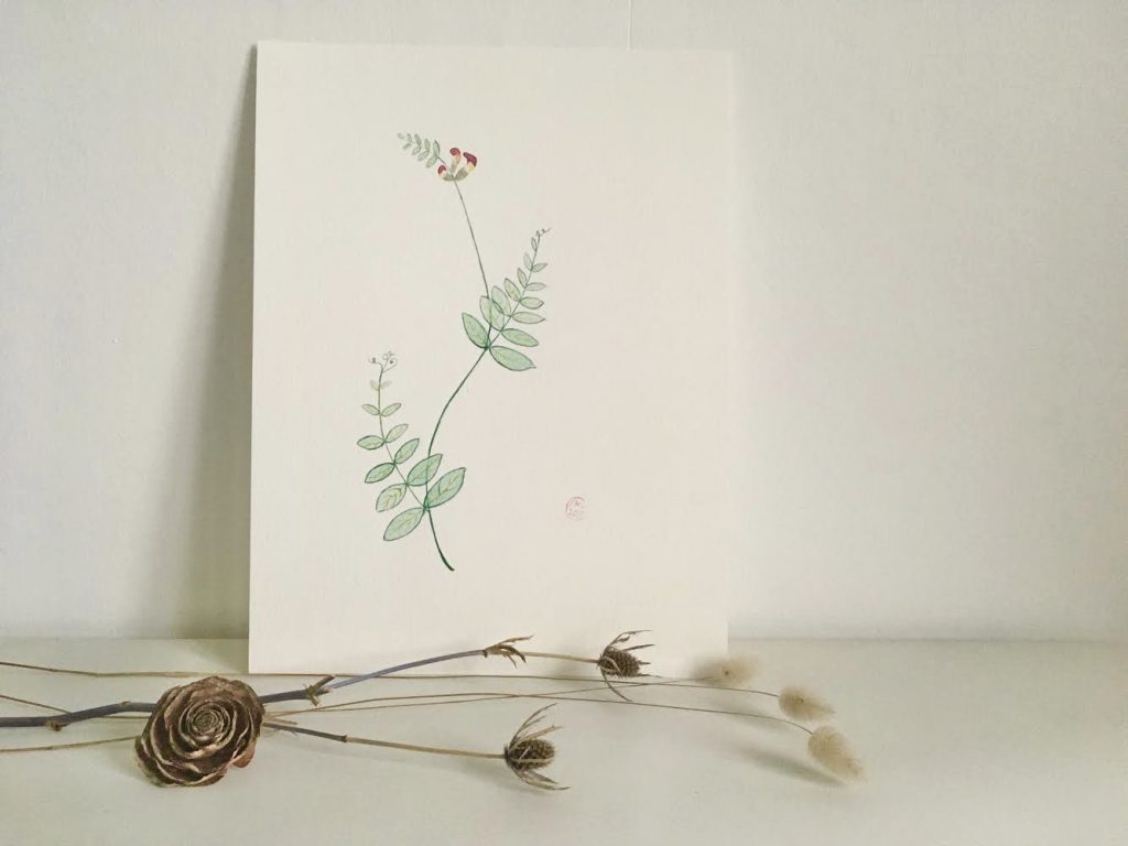 Aquarelle plante fleur sauvage