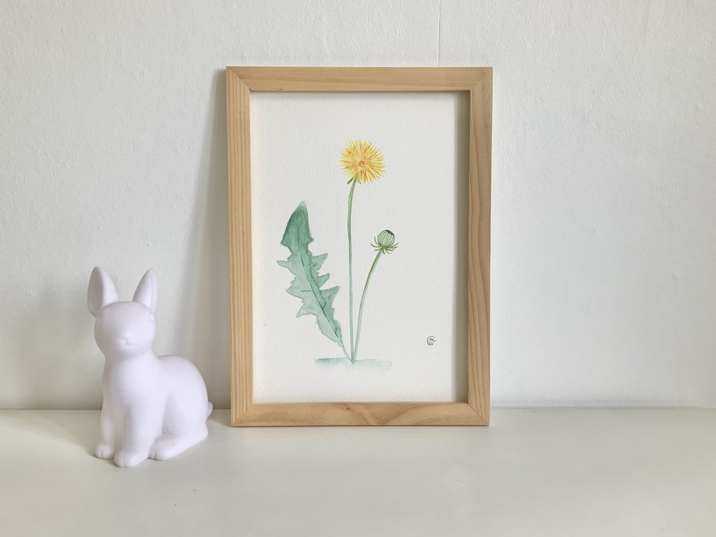 Aquarelle plante fleur pissenlit
